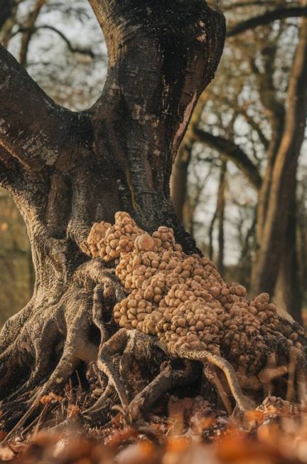 Le marché aux truffes de Richerenches : plongée au cœur du diamant noir