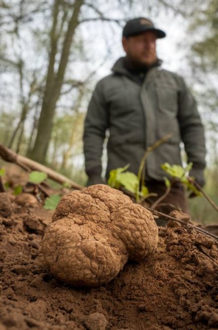 Le chêne truffier : l’arbre indispensable à la production de truffes