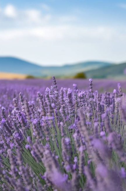 La fête des lavandes de Taulignan : un évènement incontournable en Drôme provençale